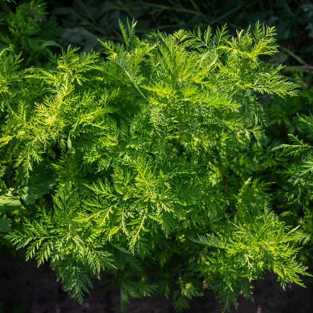 Artemisia annua Pflanze Artemisia annua Pflanze